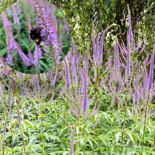 Veronicastrum virginicum 'Temptation' - Virgiinia männasmailane 'Temptation' P9/0,55L   